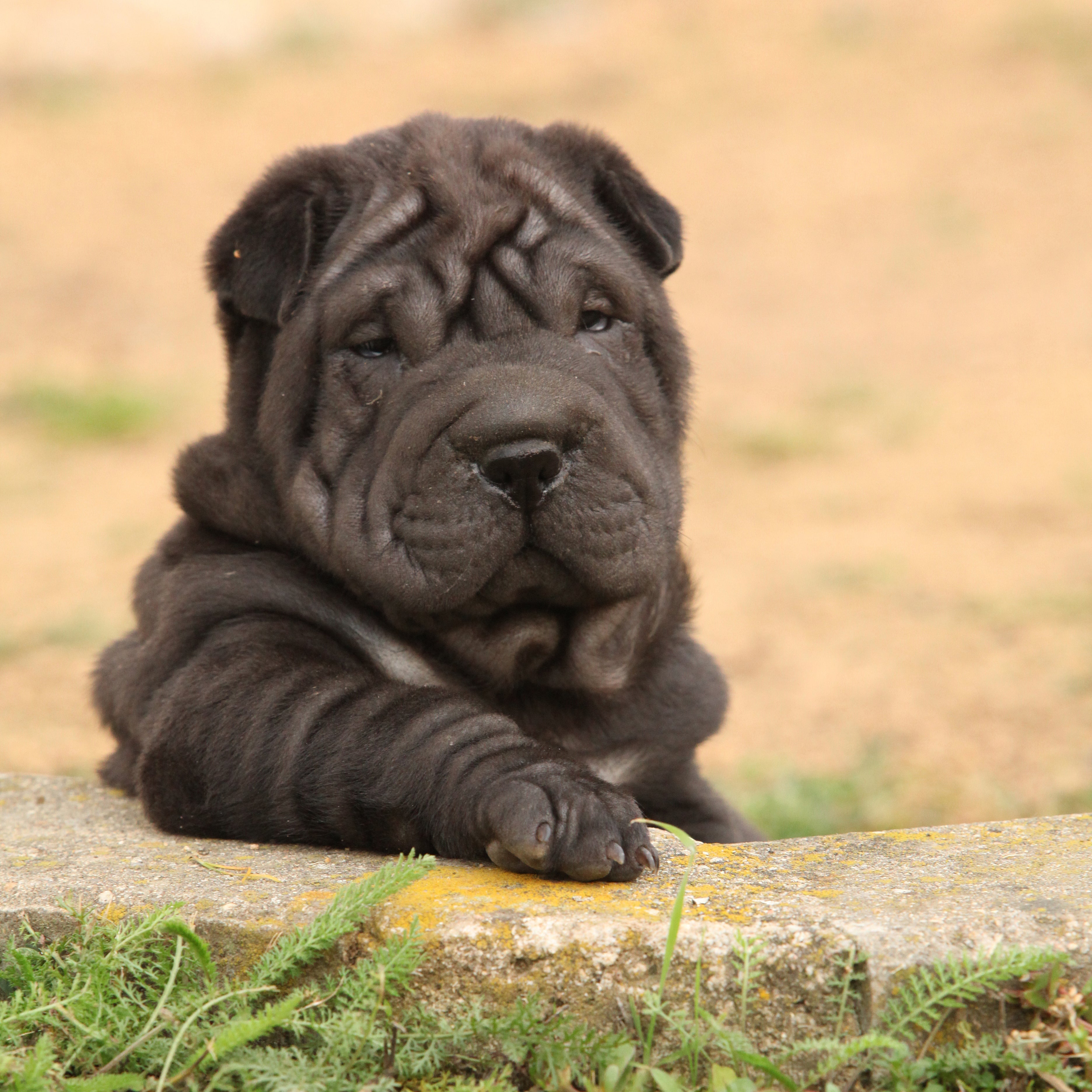 cuál es el mejor perro para una persona perezosa