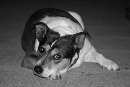 Perros con ansiedad: ¿Qué hacer?