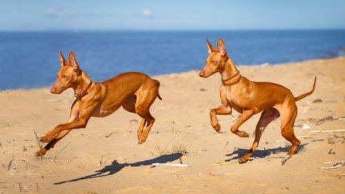 Podenco Canario: el perro cazador