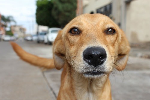 ¿Por qué adoptar un perro?