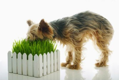 ¿Por qué los perros comen hierba? Explicación científica contrastada
