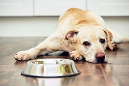 ¿Por qué los perros pierden el apetito? Causas y soluciones