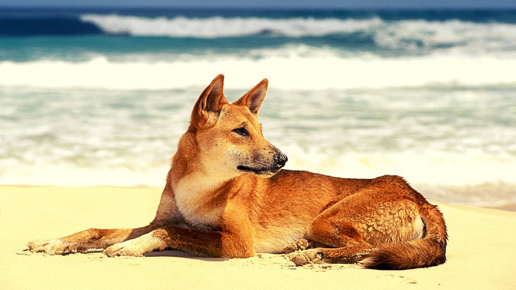 un dingo domesticado