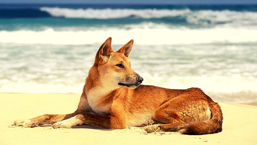 Dingo - Todo lo que debe saber de esta extraña raza de perro