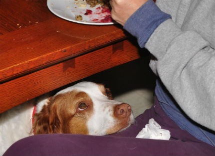 ¿Qué hacer para que mi perro no pida comida en la mesa?