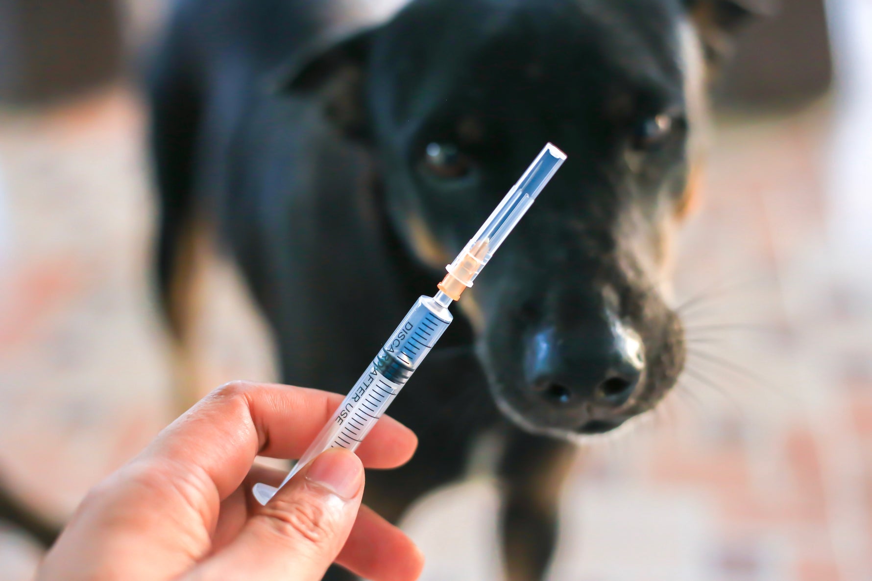 Rabia en Perros – Descubre qué es, que síntomas tiene y su tratamiento