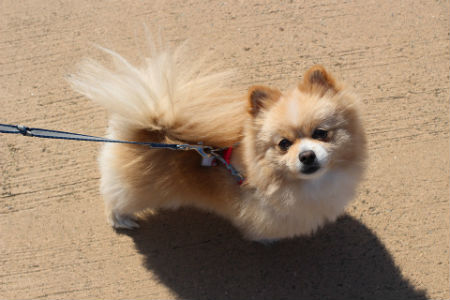 Pomerania | Historia, características y cuidados
