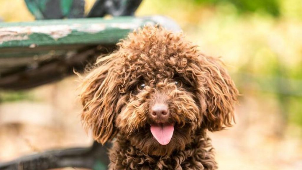 Labradoodle - Descubre esta curiosa raza mezcla del Labrador y el Caniche