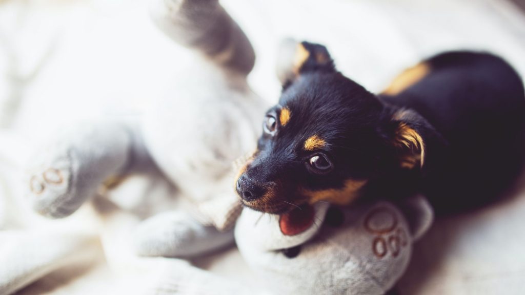 Pinscher en miniatura - Una raza con un caracter especial