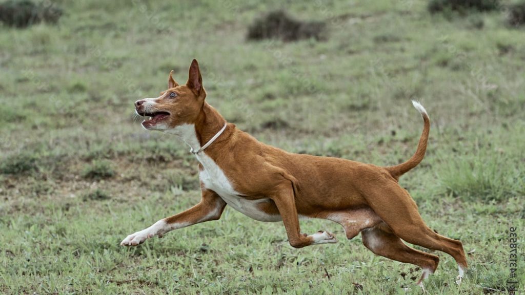 Podenco Andaluz - Descubre esta raza característica del sur de España