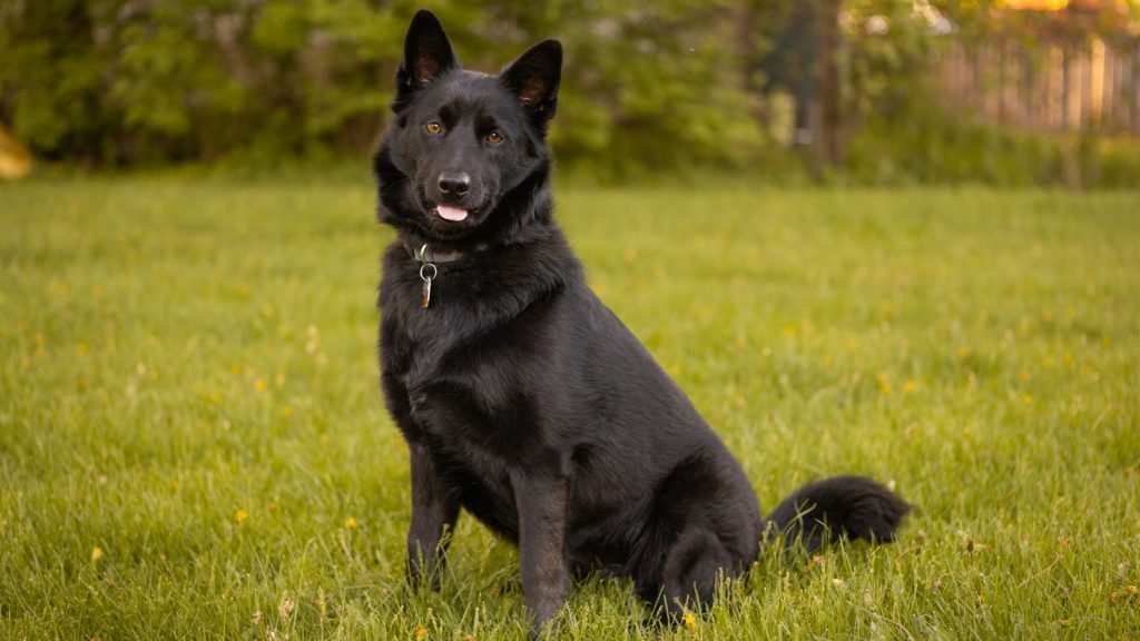 Schipperke - Una de las mejores razas para principiantes