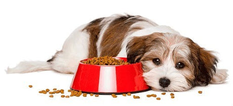 Síntomas de alergia alimentaria en los perros, cuidados y prevención