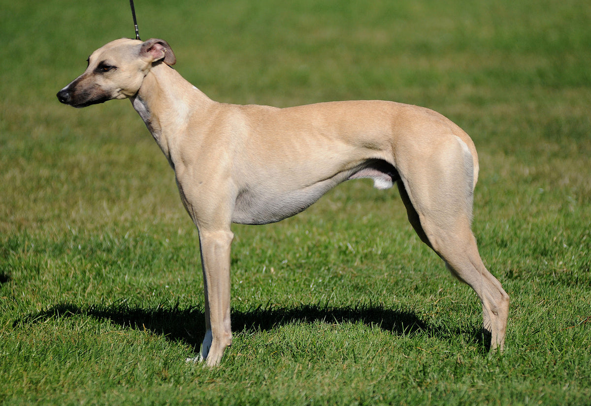Whippet - Todo lo que necesitas sobre este veloz e inteligente