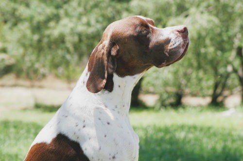 Pointer - Todo sobre el perro de caza inglés