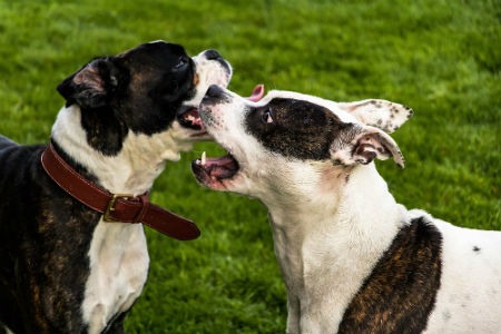 Todo sobre la Etología Canina: ¿qué es y para qué sirve?