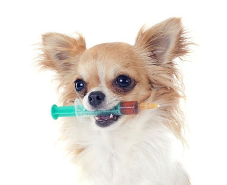 Vacunas para perros ¿Cuáles son obligatorias y cuándo ponerlas?