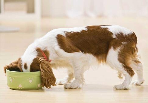 Veces que debe comer un perro
