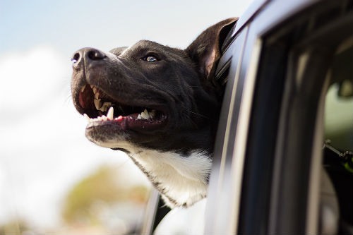 Viajar con perro: todo lo que necesitas saber