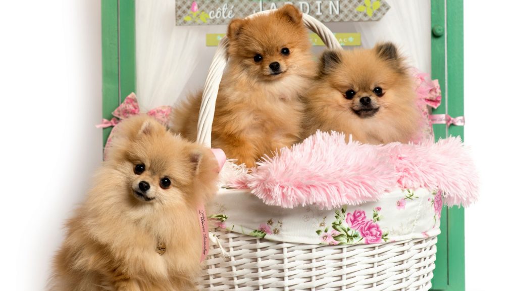 Spitz Alemán - Elegancia y encanto en una raza canina