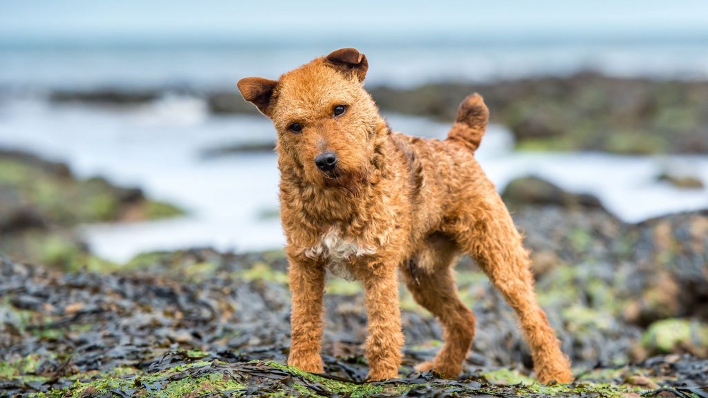 los lakeland terriers son buenos con los gatos