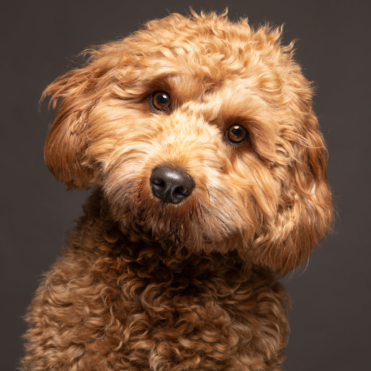 Como Hago Para Que Mi Cachorro Cavapoo Deje De Morder