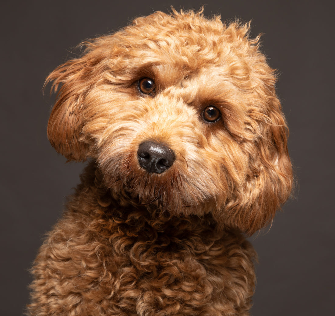 Cavapoo o Cavoodle | Todo la información que necesitas