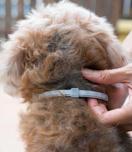 Collares antiparásitos, qué son y por qué debes ponérselos a tu perro