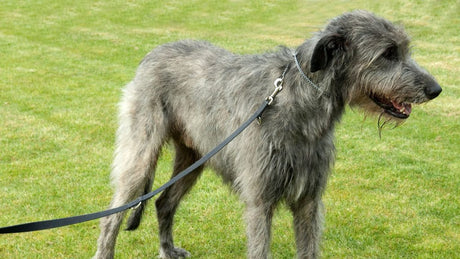 Lebrel Escocés: Belleza, velocidad y elegancia en un solo perro