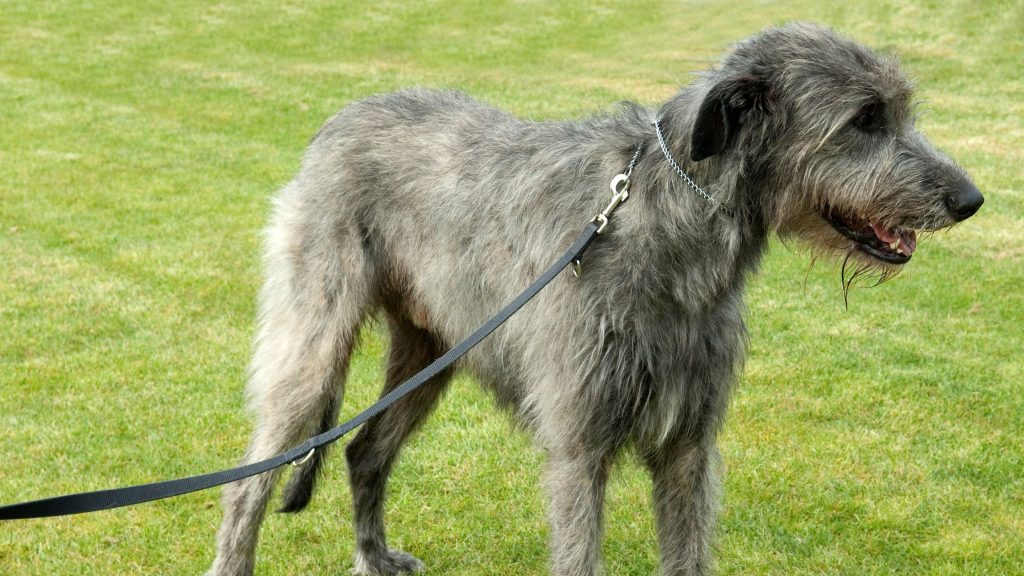 Lebrel Escocés: Belleza, velocidad y elegancia en un solo perro