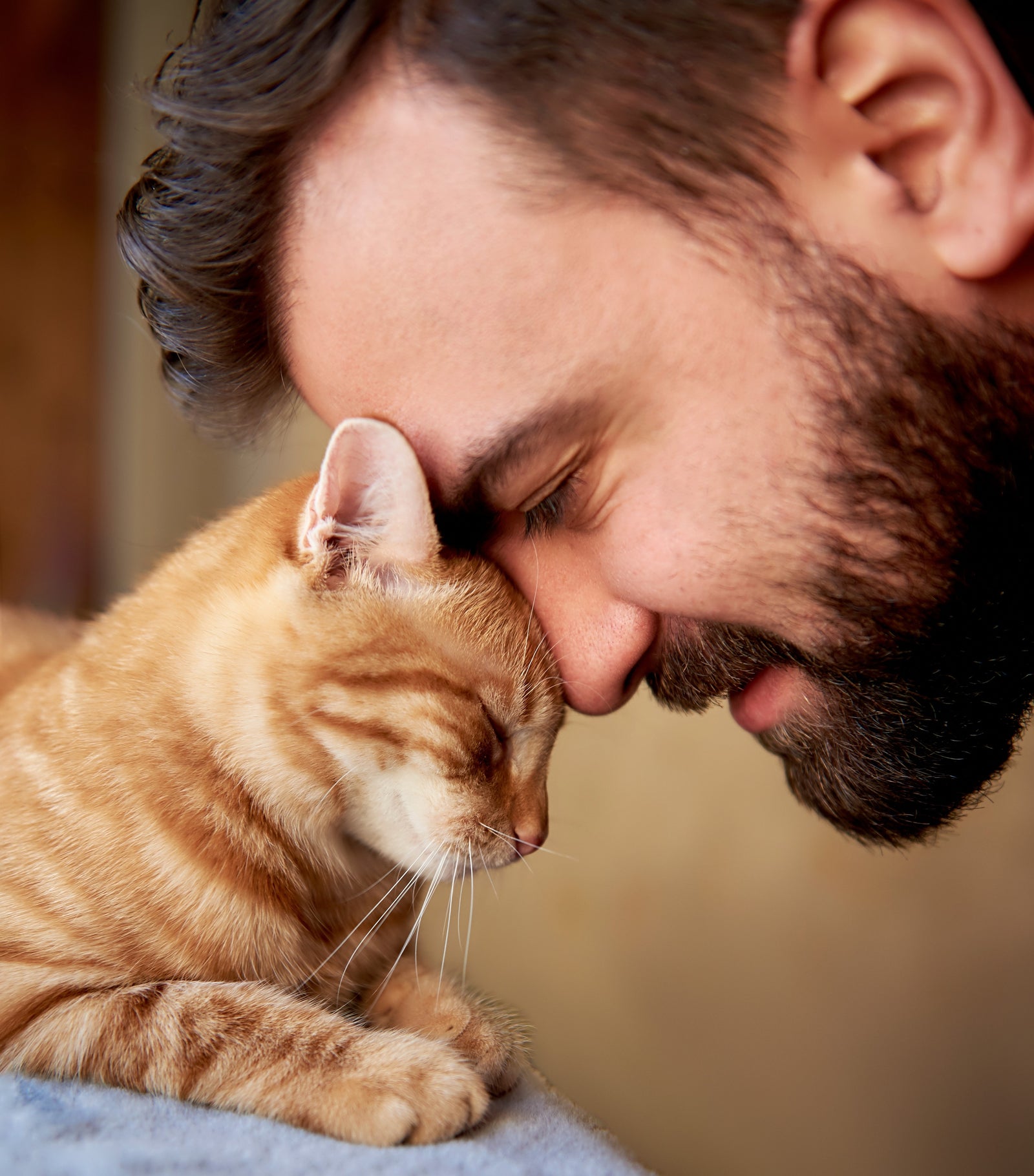 9 razones para adoptar un gato