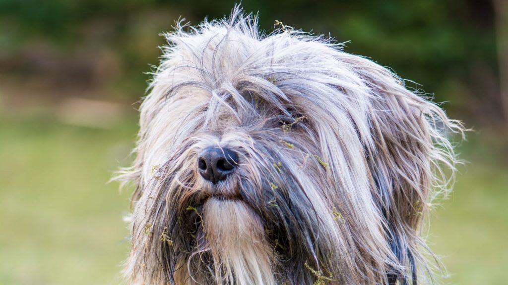 Terrier tibetano - Un perfecto perro decompañía