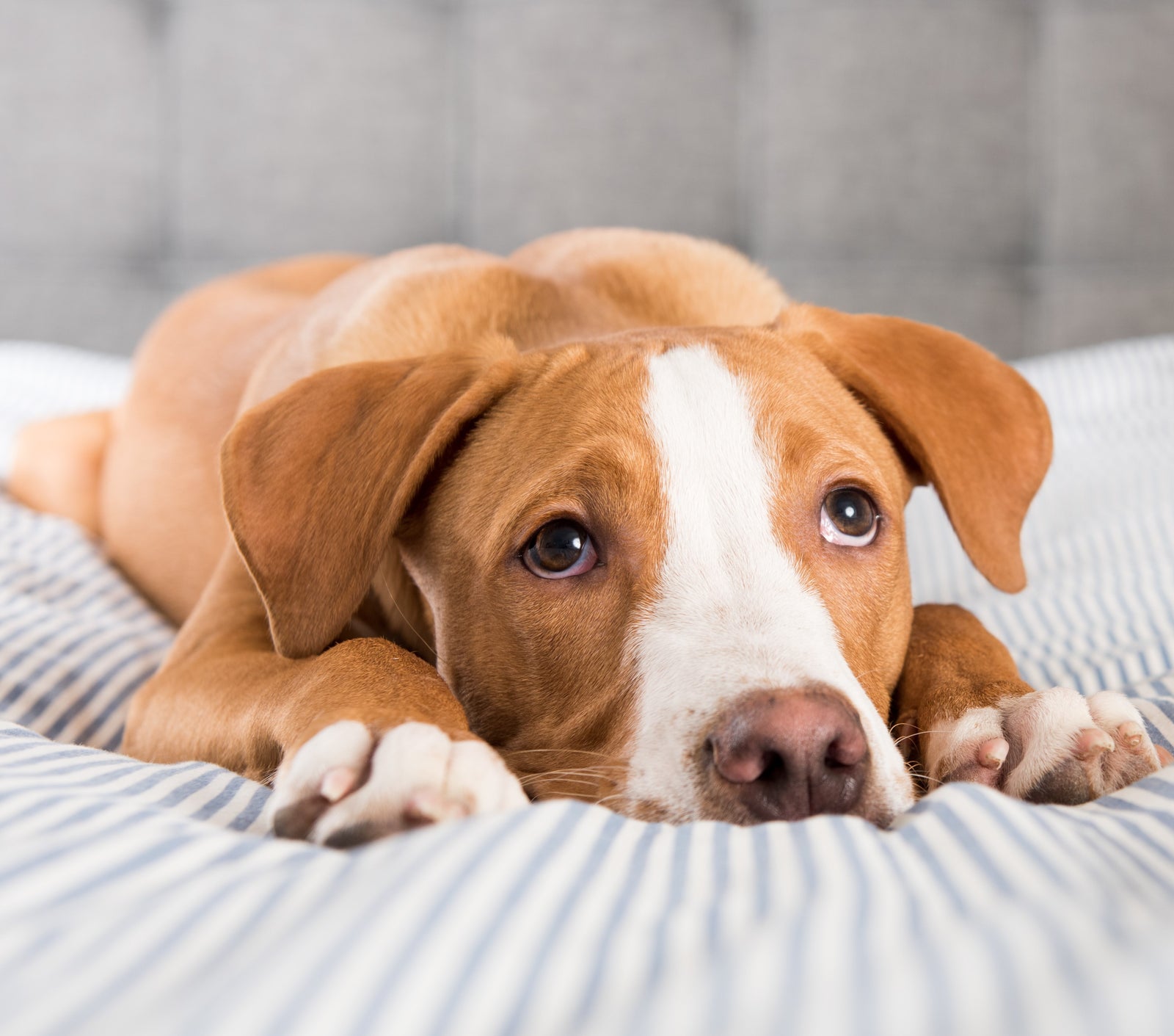 Conjuntivitis en perros – Causas, síntomas y tratamiento