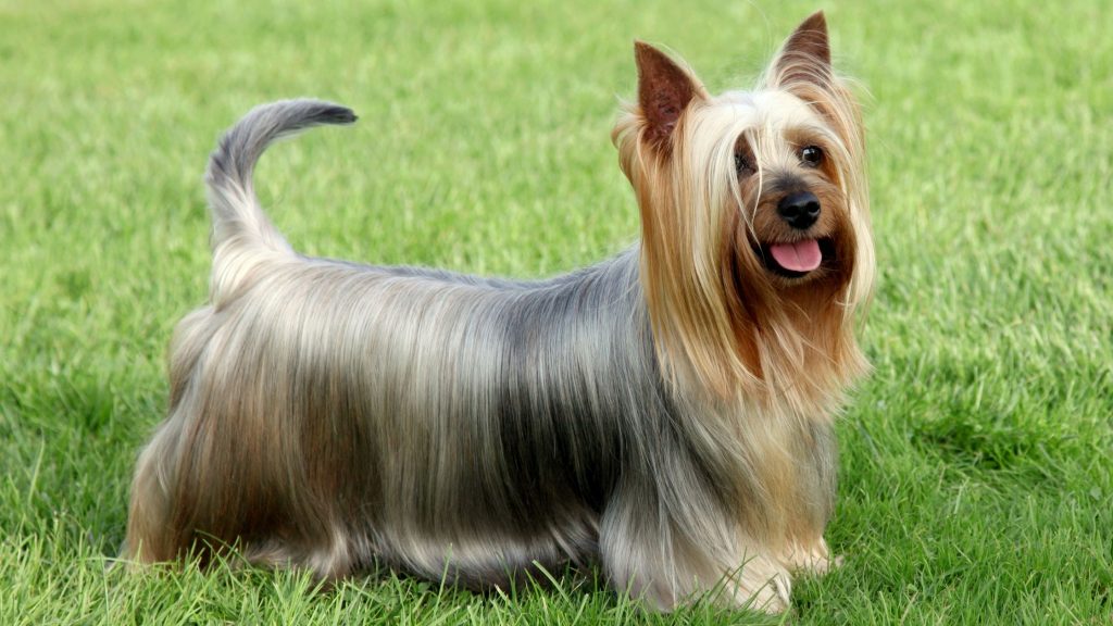 Silky terrier - Descubre esta curiosa raza