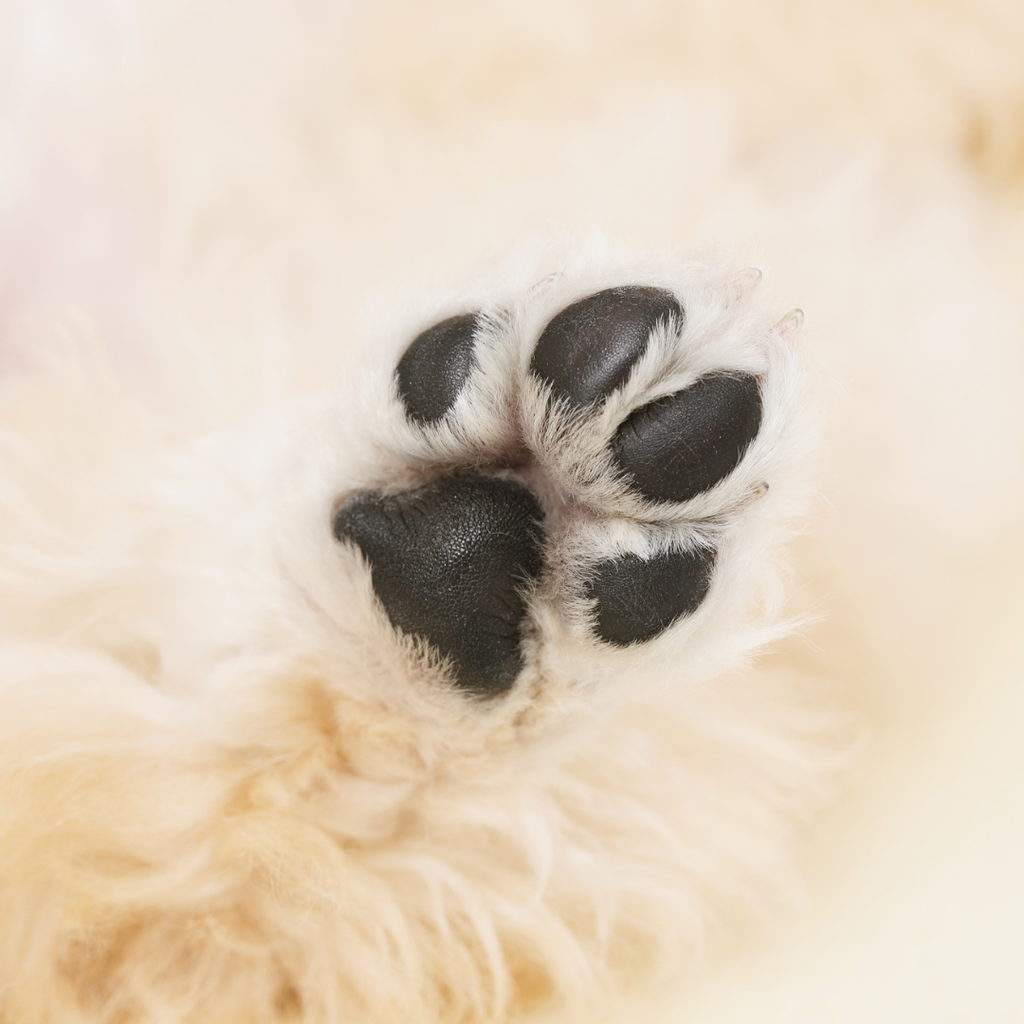 Mousse bálsamo para almohadillas de perros