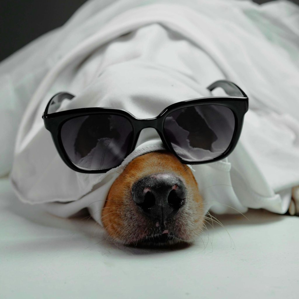 Perfume para Perros Bergamota & Vainilla