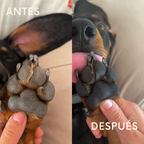 Mousse bálsamo para almohadillas de perros