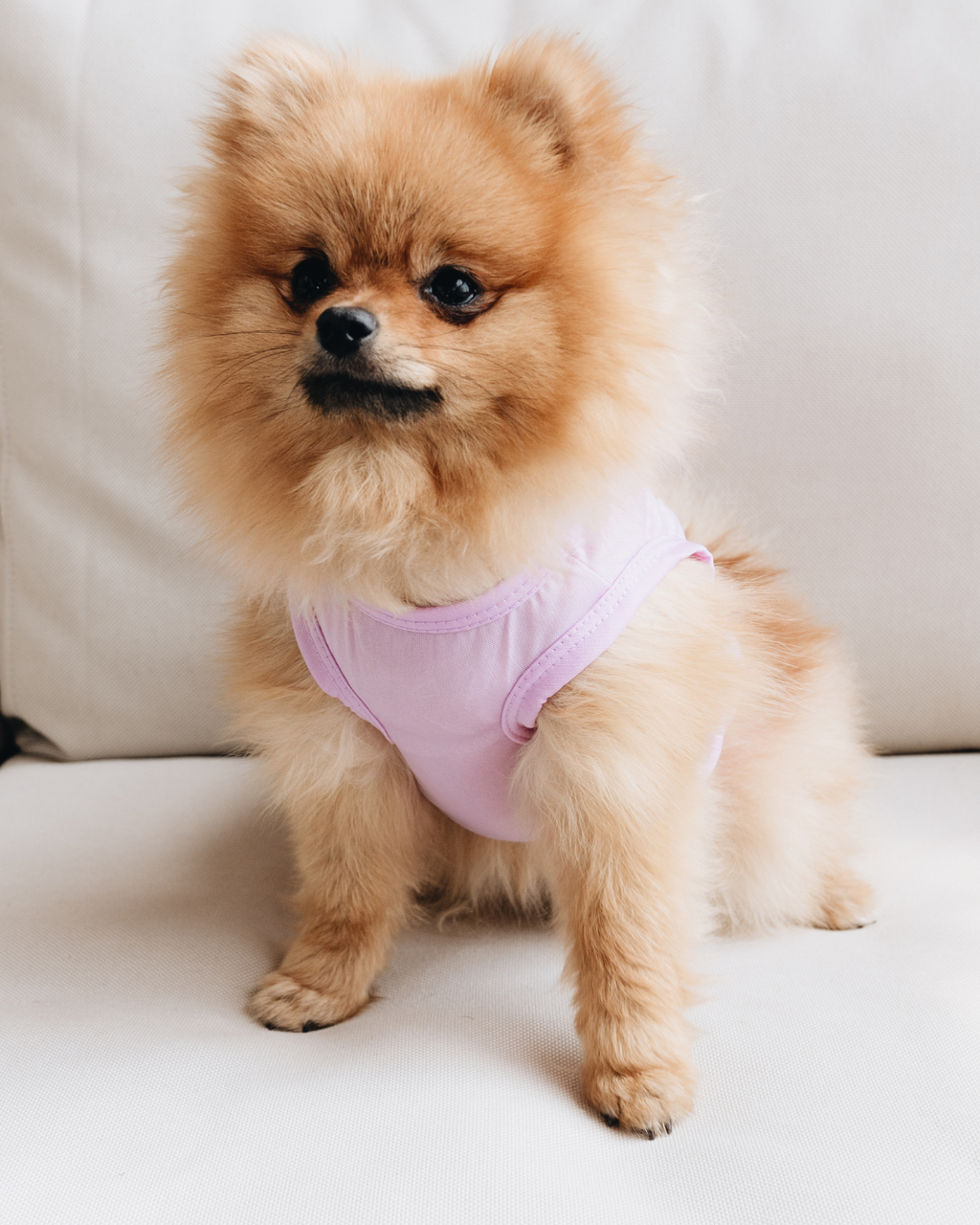 Bruma aromática para perros sin alcohol “Dog Cookies”