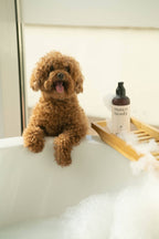 Champú Purificante para Perros – Cuidado Natural para Pieles