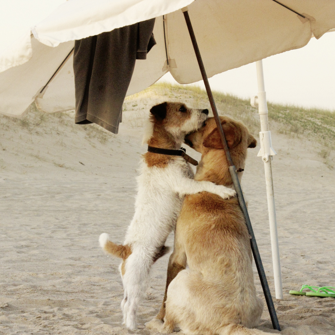 ALOHA DOG – Protector Solar Natural SPF 30 para Perros