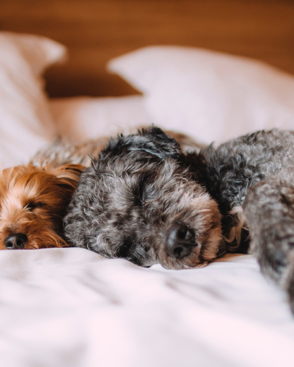Bruma aromática para perros sin alcohol “Dog Cookies”