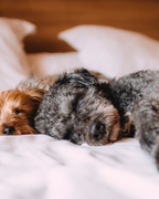 Bruma aromática para perros sin alcohol “Dog Cookies”