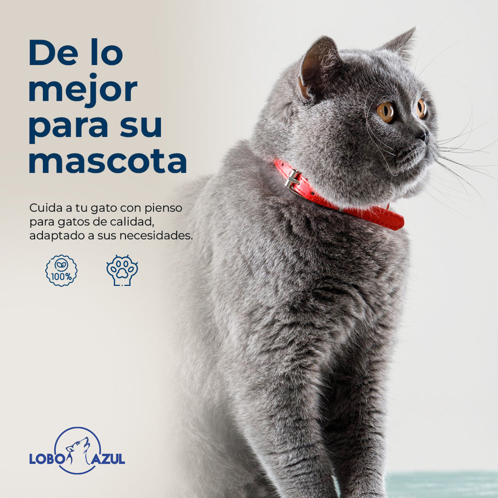 Cat Sterilized