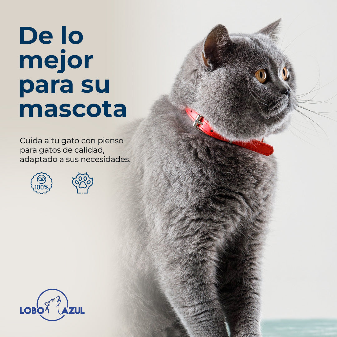 Cat Sterilized