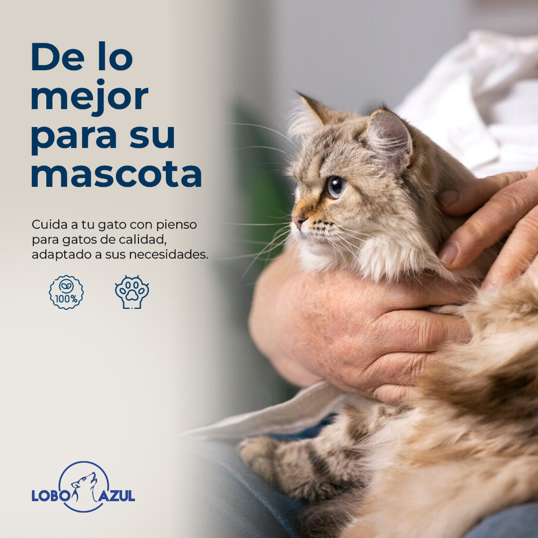 Gato Adulto