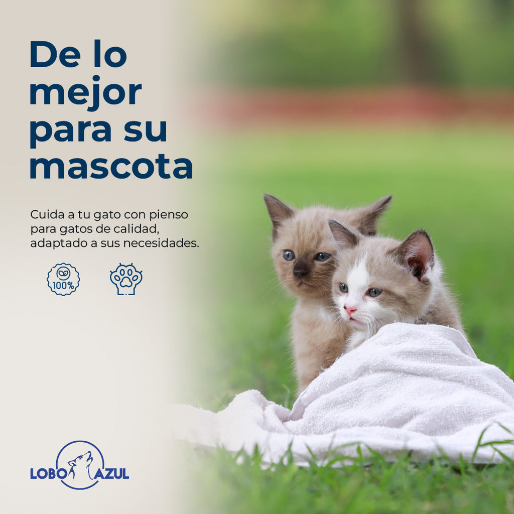 Gatinho