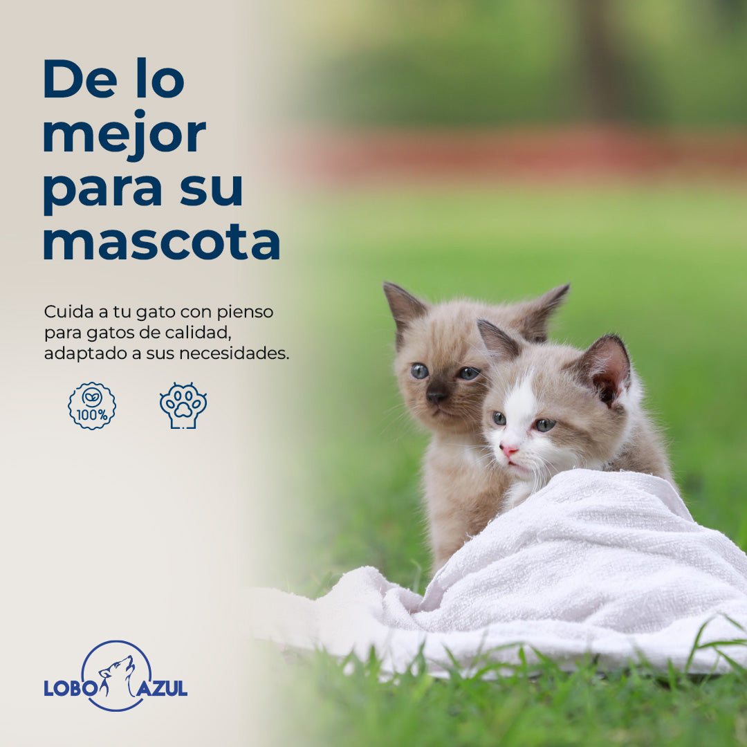 Gatinho