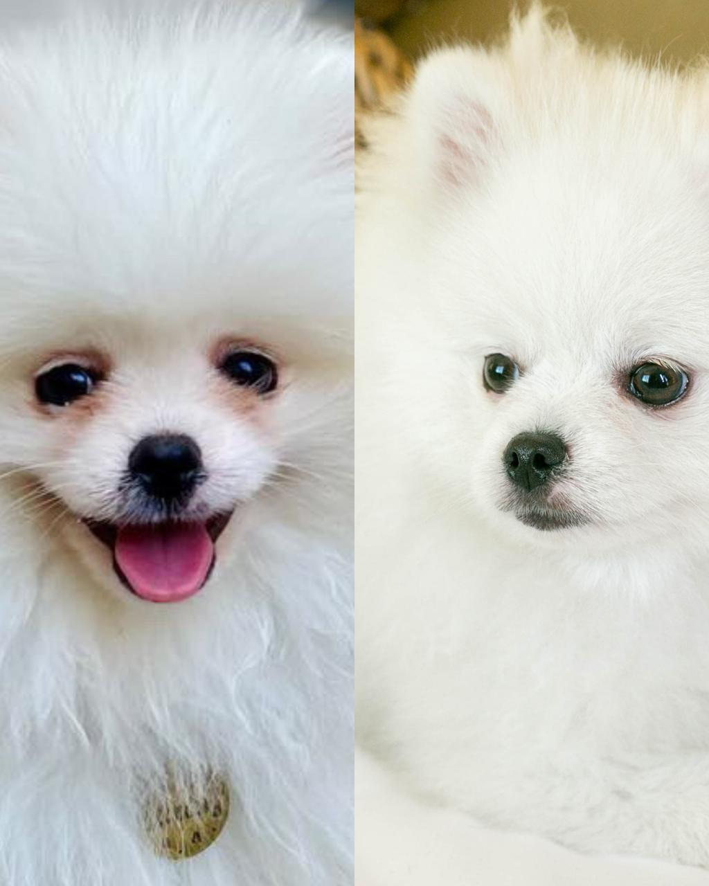 Limpiador de ojos para mascotas "Power Eyes"