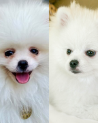 Limpiador de ojos para mascotas "Power Eyes"