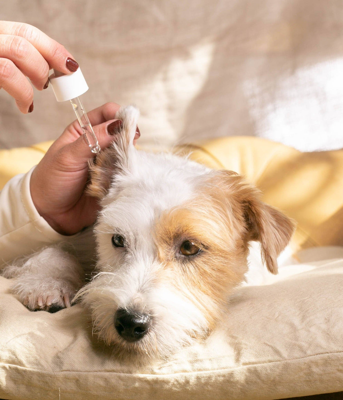 Limpiador de Oídos Calmante para Perros – Gel Sérum Natural Calm Ears (30 ml)